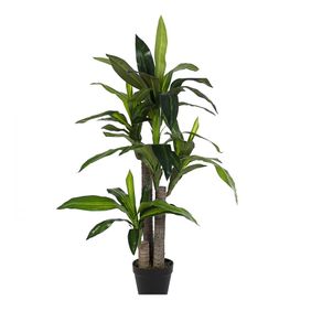 Image of Pianta dracanea con vaso 65 foglie h 110 cm